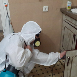Дезинфекция от муравьев в квартире в Белой Холунице